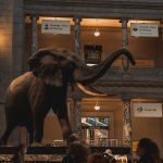 Sex and Elephants in the Room